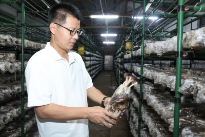 在他们的帮扶下，蕉岭县新泉村的撂荒地种出了致富菌！