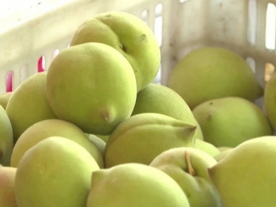 甜！脆！爽！平远八尺的鹰嘴桃，甜蜜上市啦~