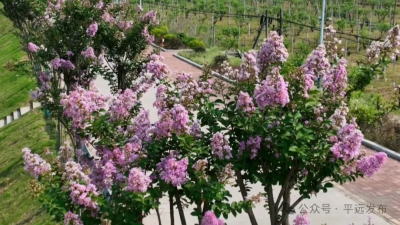 平远各地紫薇花开，惊艳一“夏”~
