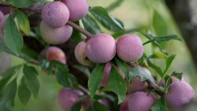 一口入夏！正是奈李好时节，你尝鲜了吗？