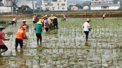 丰顺：盛夏农忙正当时 科学种植助丰产