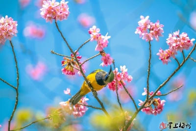 丁思深 | 话说镇平（五）：鞭春暖日拾翠游