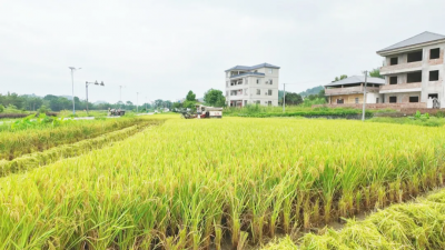 稻浪翻滚迎丰收！梅县区14.23万亩早稻开镰收割