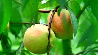 爽脆清甜！兴宁市大坪镇鹰嘴桃丰收啦~