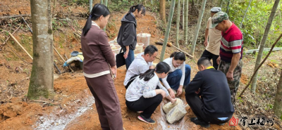 组团式帮扶显成效！梅县石坑杨化村紫芝迎来了丰收季