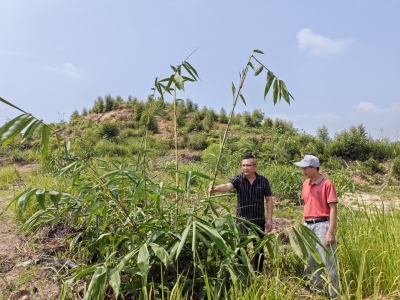 平远县深挖森林资源激发林下经济活力 唤醒沉睡资产 变为致富密码
