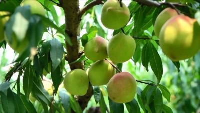 “桃”醉盛夏！丰顺八乡山鹰嘴桃7月10日甜蜜开摘