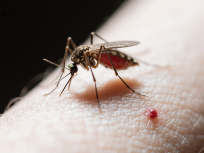 世卫专家提醒防范基孔肯雅热暴发