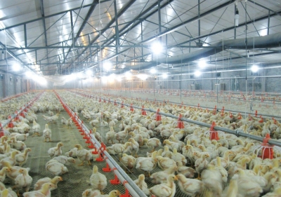 10年持续获评国家级龙头企业殊荣，兴宁这家公司何以能？