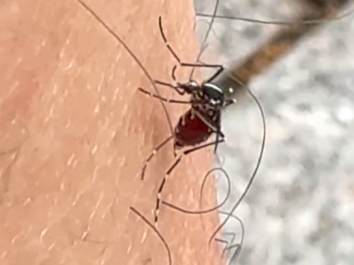 7月26日至8月3日，丰顺开展防蚊灭蚊集中行动！