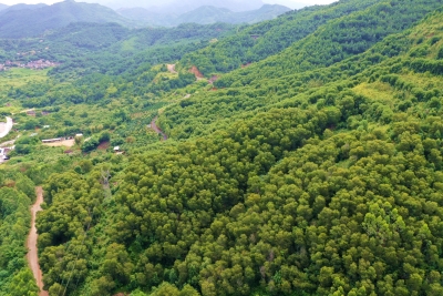 梅州试点打造森林可持续经营现代化国有林场