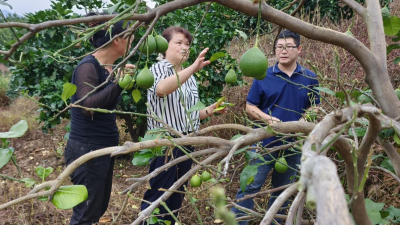 挂果柚树竟掉光了叶子，果农心急如焚！幸好，他们来“把脉开方”→