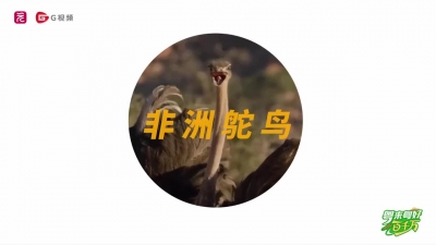 《好大一“鸵”》