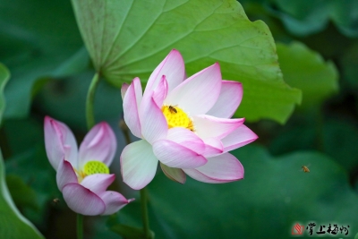 卢胜文 | 丰顺客潮风俗：挽 面