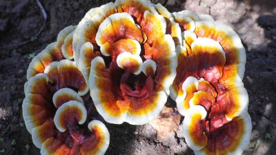 梅州V视｜平远县泗水镇种出巨型观赏灵芝