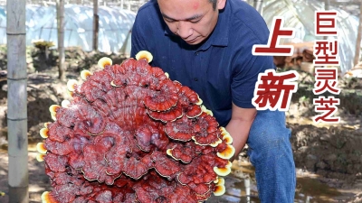单个售价千元以上！平远县泗水镇巨型观赏灵芝迎来采收期