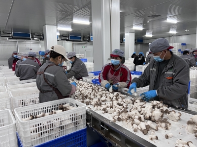 抢抓机遇推动产业质效双优！丰顺上半年规上食品企业总产值超15亿元比增12.1%