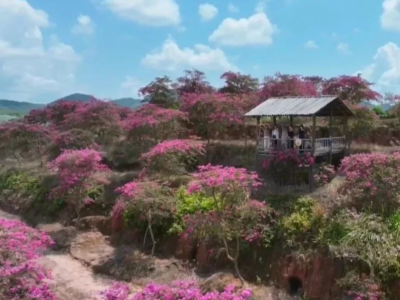 平远县八尺镇肥田村：漫山紫薇映晴空 揽尽初秋色 