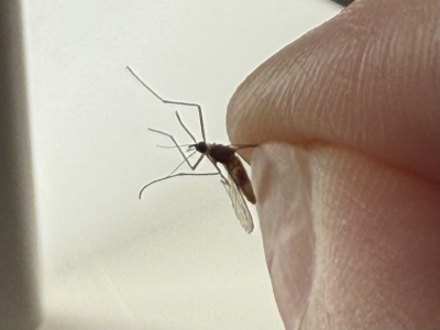 @兴宁市民：为家人健康，请收好这份灭蚊倡议书！