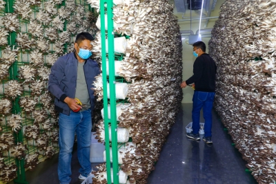 六成村集体年收入超50万元！蕉岭“三大抓手”推动现代农业高质量发展