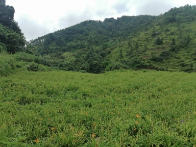 优质品率达90%以上！大埔银江镇李子坪村180亩金针菜丰收啦~