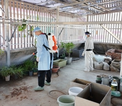 全民动员，防蚊灭蚊！平远多措并举筑牢基孔肯雅热防控屏障