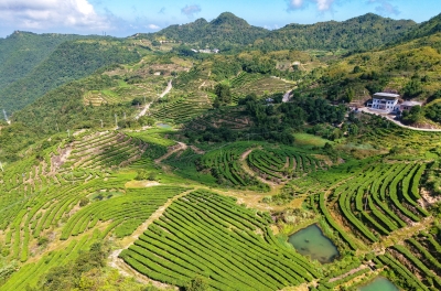 漫山叠翠茶飘香！梅江区清凉山秋茶采摘忙
