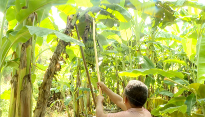 农户抢抓农时忙采摘！大埔百侯镇本土米蕉喜获丰收 