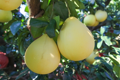 时习之丨“柚”见乡村好风光