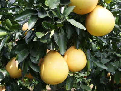 品种改良破“短周期”困局 科技助力提采摘效益！大埔蜜柚借技术创新夯实产业根基