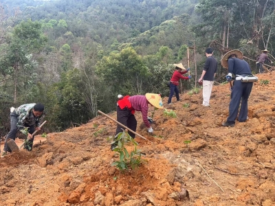 长势良好！梅州今年新建的130公里防火林带完成种植后首次抚育