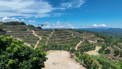 梅州V视丨Nice to “蜜柚”！大埔蜜柚开摘啦，全县蜜柚产量将突破35万吨，产品畅销海内外，让“长寿乡味道”香飘世界