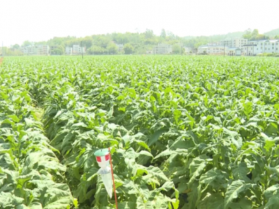 “百千万工程”三年答卷！五华县华阳镇产业提质全域焕新再出发