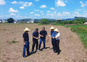 广州天河区驻兴宁市坭陂镇帮扶工作队：引入稻薯轮作，助力一地三收