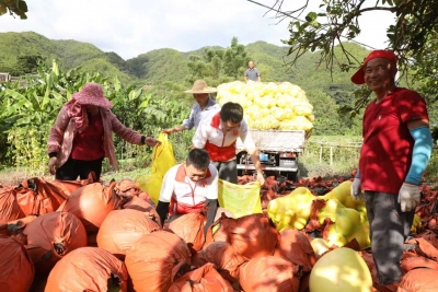 枝头“鲜”直达舌尖“甜”！蕉岭1.4万亩蜜柚成熟采摘奔赴全国市场 