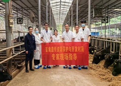 科技赋能！广东科技特派员助力梅州肉牛产业发展