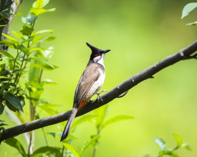 梅州市部署保护鸟类专项行动