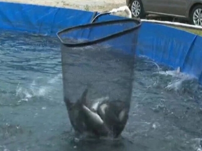 “鲈”鱼得水！平远这条“特色鱼”游出生态经济双赢致富路