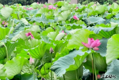 丁思深 | 《话说镇平》客家风俗（3）： “喜讼”到无言及“讼”