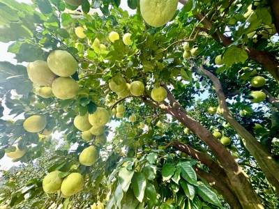 @梅州柚农，10月金柚品质提升关键期，这些天气情况你要了解→