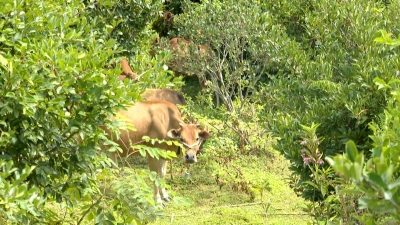 林下经济结硕果！大埔穗瑞农林创新林下经济模式蹚出绿色致富路