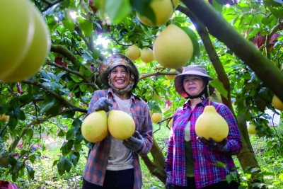 丘桂贤 | 【客语】斗 当