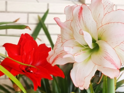 卢胜文 | 七夕节“出花园”：丰顺客潮文化中的成人礼