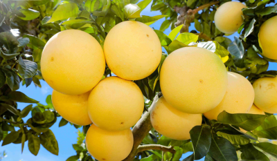 中秋临近，“全梅州人”都在卖柚子！销售物流、线上线下多端发力→