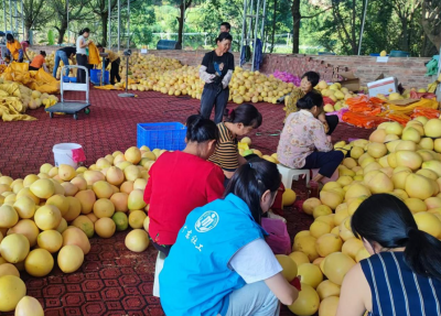 台风“桦加沙”逼近，五华龙村镇组建队伍抢收三红柚护住“钱袋子”