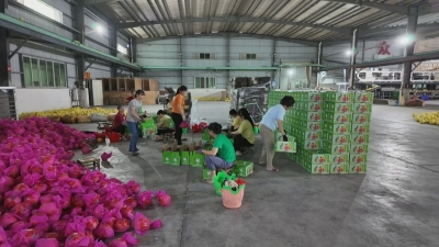 又是一年好“丰”景 梅县区金秋蜜柚销售旺