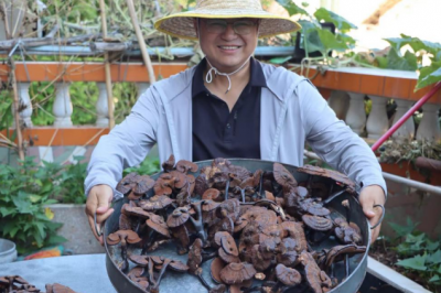 高校精准帮扶助力乡村振兴，五华东山村仿野生紫灵芝喜获丰收