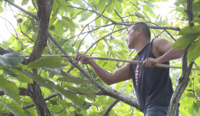 三十年板栗林焕新颜！大埔大麻镇英雅村父子接力创新铺就乡村振兴路