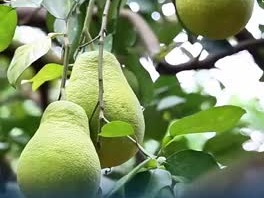 年流转上亿斤柚子的古村落，竟藏着这么多南洋老建筑？