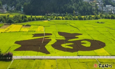 罗鑫 | 从薯条“药”了 说起